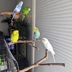PINVNBY 2Pcs Wood Perches for Bird Cage, Natural Parrot Stand Branch Parakeet - Image 4