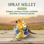 Living World – Millet Spray for Birds, 17.6 Oz – Premium Treat for Budgies - Image 5