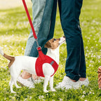 PUPTECK Adjustable Dog Harness Collar and Leash Set Step in No Pull Pet Harness - Image 7