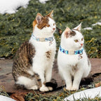 ARING PET 2 Pack Cat Collars-Cute Breakaway Cat Collar - Image 4