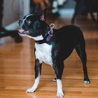 Hikiko Martingale Collar for Dogs Reflective Nylon Dog Collar - Image 2