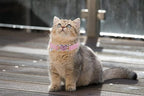 Heart Bling Cat Collar with Safety Belt and Bell Adjustable 8-10 inches - Image 6
