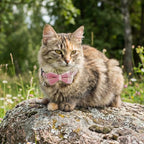 Cat Girl Collar Breakaway Bowtie - Image 7