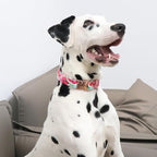 Unique Style Paws Dog Collar Metal Buckle Watermelon Cute Collar - Image 4
