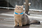 Heart Bling Cat Collar with Safety Belt and Bell Adjustable 8-10 inches - Image 5