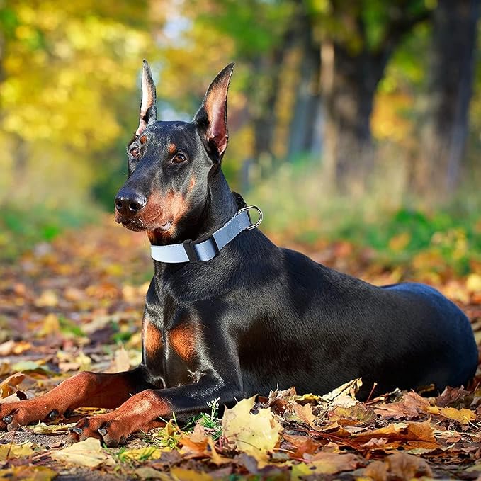 Roses&Poetry Reflective Dog Collar - Image 7