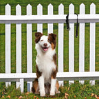 PetSafe KeepSafe Collar for Dogs - Image 2