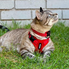 Voyager Escape-Proof Step-in Lock Cat Harness & 5ft Neoprene-Handle Leash Set - Image 6