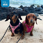 Best Pet Supplies Voyager Step-in Air Harness - Image 10