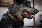 Carhartt Nylon Duck Dog Collar, Fully Adjustable Durable 2-Ply Cordura Nylon - Image 6