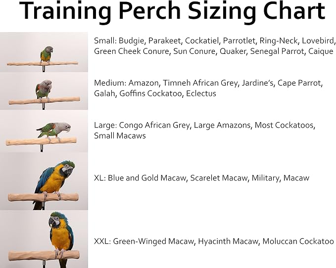 Parrot Training Perch Stand - Image 4