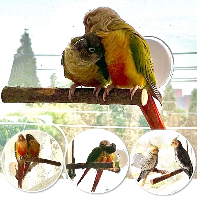 Portable Bird Perch Stand- T-Shaped Natural Apple Wood - Image 4