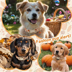 Fall Dog Collar – Halloween & Thanksgiving Dog Collars - Image 3