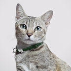 Leather Cat Collar with Buckle and Removable Bell - Image 6
