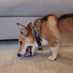 SPOT Sensory Ball for Soft Chewers - Image 15
