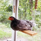1 Pack Wooden Chicken Swing Toy, Rooster Swing - Image 3