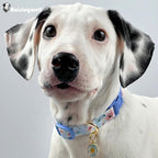 Cotton Dog Collar Blue Flower Pattern - Image 5