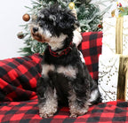 Unique style paws Christmas Dog Collar Metal Buckle Red Black Plaid Puppy - Image 5