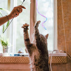 Sumind 3 Pieces Jungle Cat Wand Cat Teaser Charmer Interactive Fun Toys Wand - Image 7