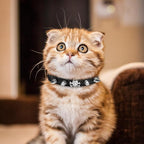 EXPAWLORER Leather Cat Collar for Girl Boy- Adjustable Pet Collar - Image 6