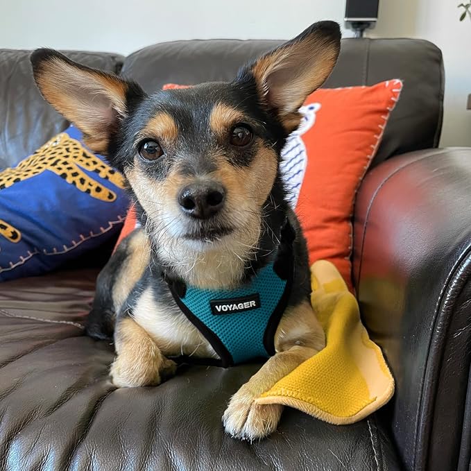 Voyager Step-in Pet Harness - Image 8