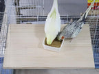 21.7 × 13.8 Inches Large Bird Perch Stand Platform, Natural Wooden Small - Image 2