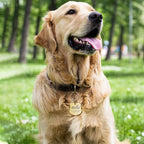 Anavia Personalized Pet ID Tags, Stainless Steel Glossy Laser Engraved Dog Cat - Image 7