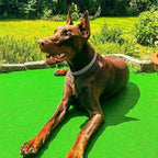 Dog Choke Martingale Collar - Image 3