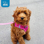 Best Pet Supplies Voyager Step-in Air Harness - Image 9