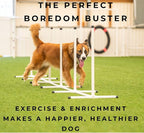Better Sporting Dogs Complete Starter Agility Set - Image 8