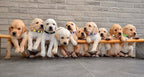 16 PCS Puppy Collars, Safety Buckle Collars - Image 7