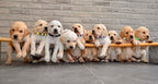 16 PCS Puppy Collars for Small Puppies, Safety Buckle Puppy Collars for Litter - Image 7