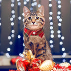 ADOGGYGO Christmas Cat Collars Breakaway - Image 4