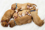 16 PCS Puppy Collars, Safety Buckle Collars - Image 6