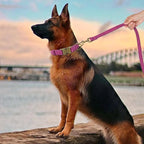 Didog Soft PU Leather Dog Collar, Stylish Quick Released Dog Collar - Image 3