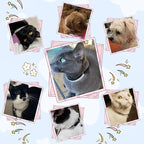 EXPAWLORER Soft Velvet Safe Cat Collars - Image 9