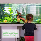 majoywoo Natural Small Driftwood - Image 6