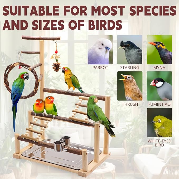 ‌Bird Playground, Natural Wooden Parrot Stand - Image 5