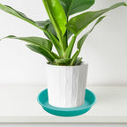 6 Pack of 8 inch Plant Saucer Blue, Plastic Plant Water Tray 8 inch Round - Image 5