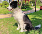Soft Cotton Hemp Dog Collar - Image 6
