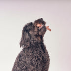 SPOT Bam-Bones Plus Branch -Bamboo Fiber & Nylon, Durable Long Lasting Dog Chew - Image 13