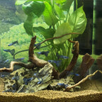 majoywoo Natural Small Driftwood - Image 6