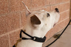 Starmark Pro-Training Dog Collar Large - Image 5