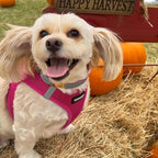 Best Pet Supplies Voyager Step-in Air All Weather Mesh Harness and Reflective - Image 8