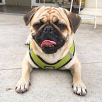 Best Pet Supplies Voyager Step-in Air Harness - Image 7