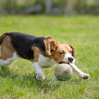 Nocciola Wobble Giggle Ball for Dogs, Interactive Dog Toys for Boredom - Image 6