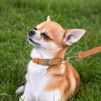 Didog Soft PU Leather Dog Collar, Stylish Quick Released Dog Collars - Image 3