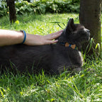 Pettsie Breakaway Cat Collar - Image 4