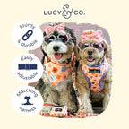 Lucy & Co. Let's Groove Adjustable Dog Collar- Cute Designer Pet Collar - Image 3