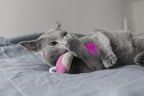 Catstages Petstages Dental Shrimpies Catnip Cat Chew Toy - Image 6
